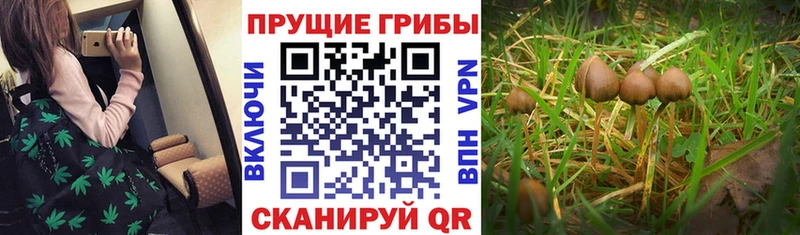 shop клад  Малгобек  Псилоцибиновые грибы мицелий 